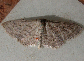Drab Brown Wave